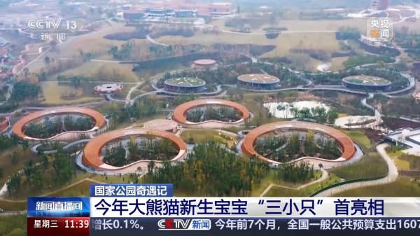 怀远策略 萌化了 大熊猫新生宝宝“三小只”首亮相